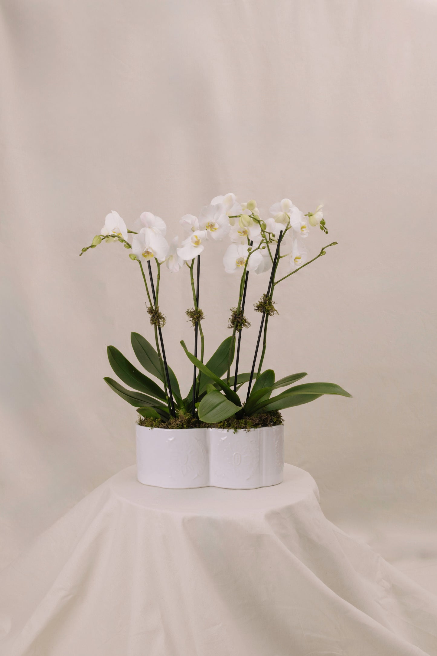 Jardinera 1