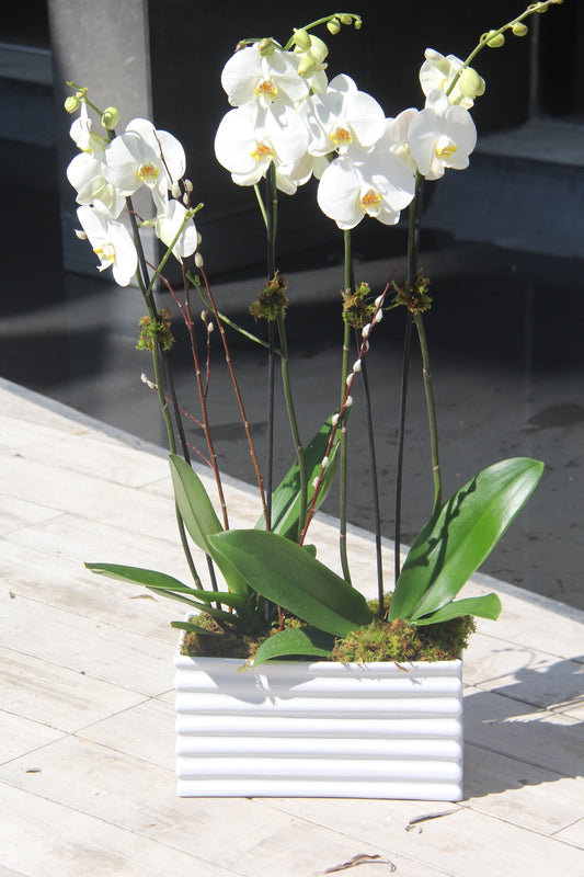 Jardinera 3