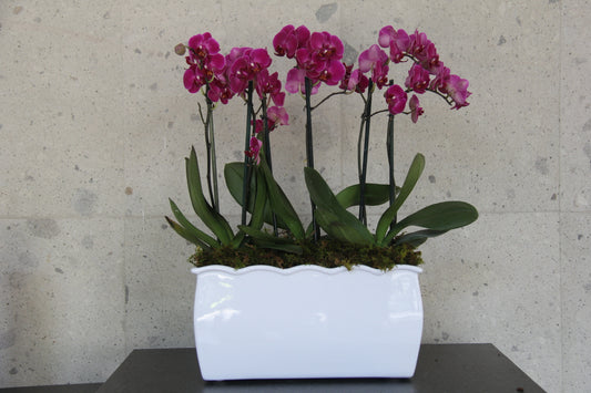 Jardinera Minis