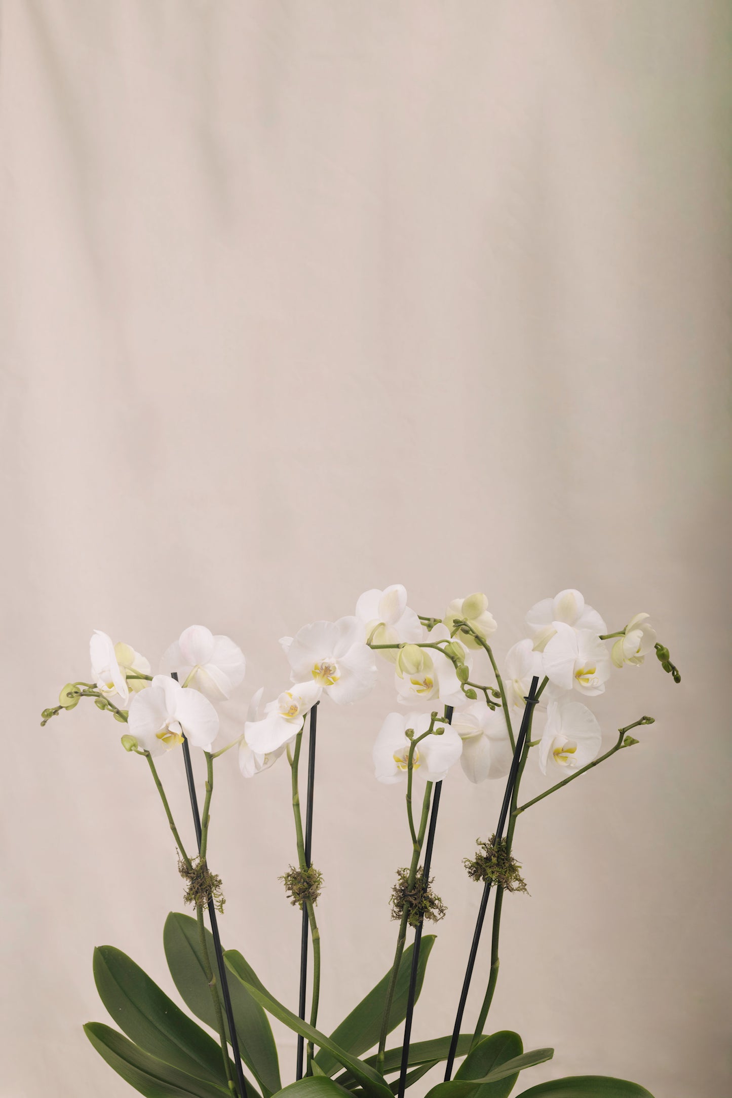 Jardinera 1