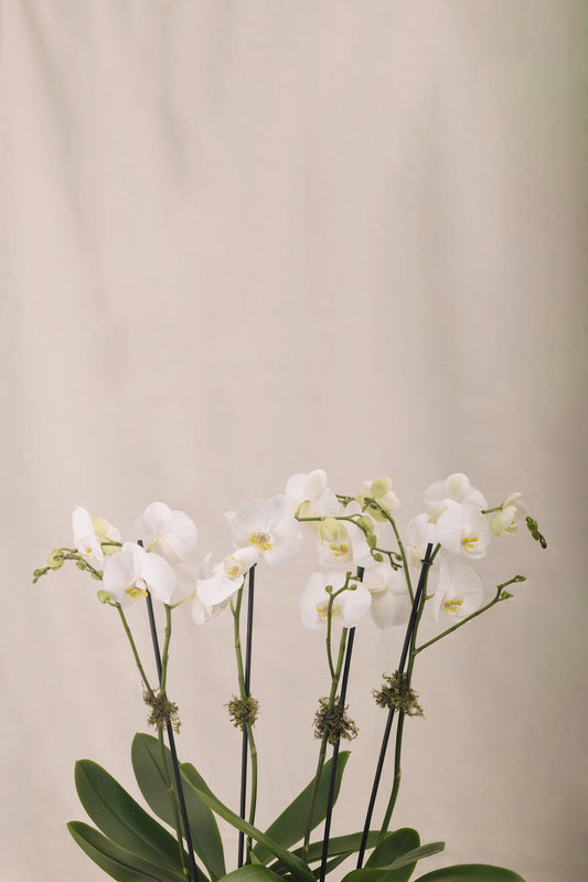 Jardinera 1