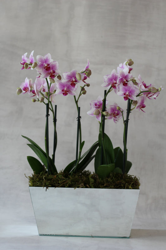 Jardinera Espejo 2