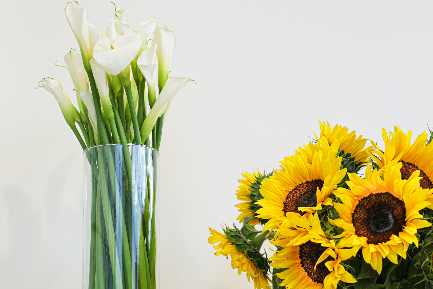 Girasoles / Alcatraces