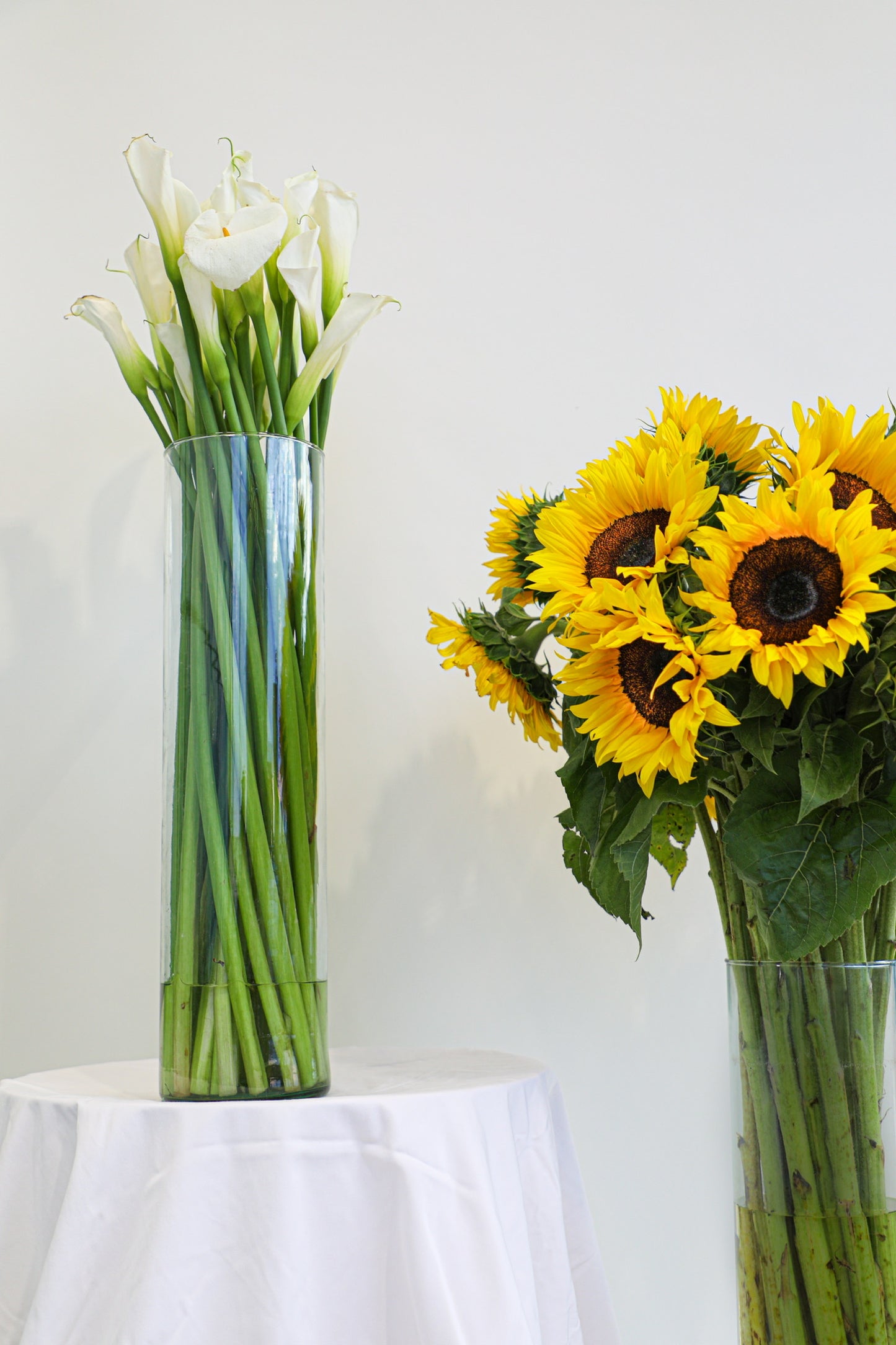 Girasoles / Alcatraces